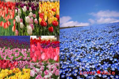 国営ひたち海浜公園~フラワリング(flowering)2014~