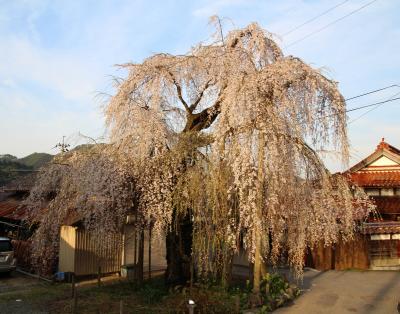 鳥取市河原町弓河内の枝垂れ桜