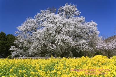 一心行の大桜。阿蘇の野の桜の巨樹に会いに行く。