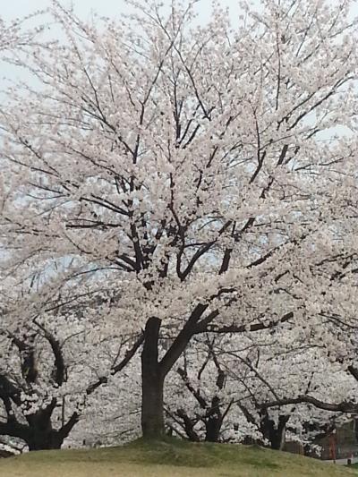 鶴岡公園の桜も見事です。