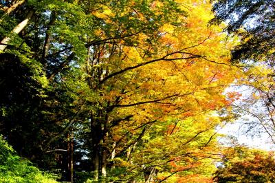 上田城址公園 秋の彩り