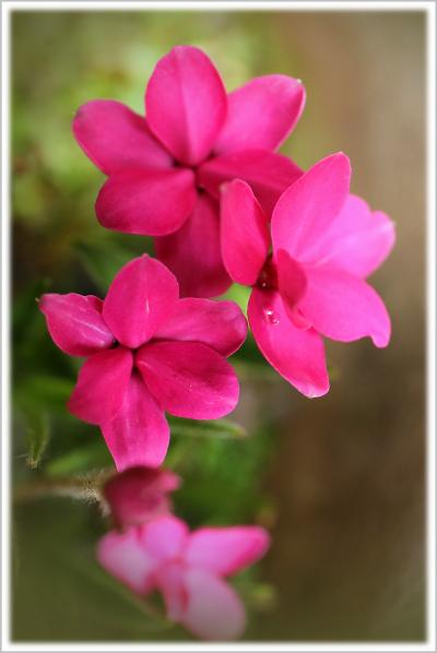 Solitary Journey ［1371］ 田んぼの法面に植えられた芝桜がきれいに開花していました。＜シバザクラの里、乃美地区＞広島県東広島市