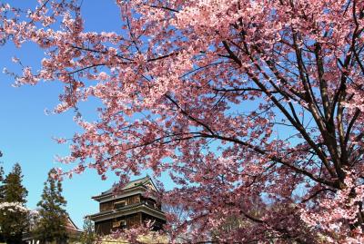 上田城址公園　１０００本桜の輝き