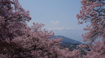 どっちを見ても桜・桜・桜！満開の高遠城址公園 高遠さくら祭り2014