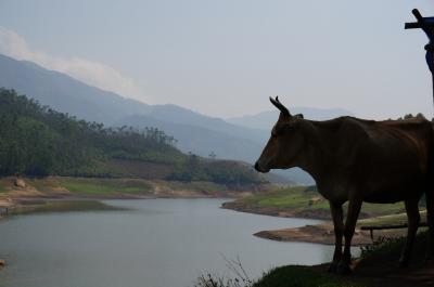 初インド♪ケララ州の田舎で自然満喫の旅