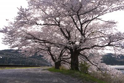 海と桜　筒石漁港～能生②