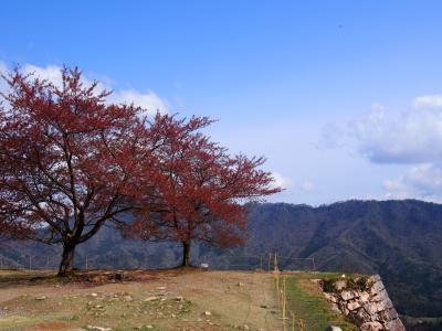 桜散る...竹田城から城崎温泉へ