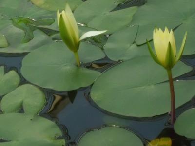 深大寺植物公園