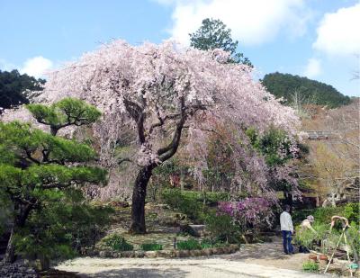 2014  京都の桜　２日目