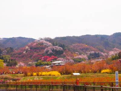 お天気に恵まれ、初の福島旅行を大満喫した週末～ ③花もも、菜の花、桜など、満開の花々に癒されました^^　最後はちょっとだけ、鉄子ネタ ^o^/