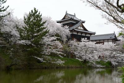 郡山城址公園で花見を楽しむ