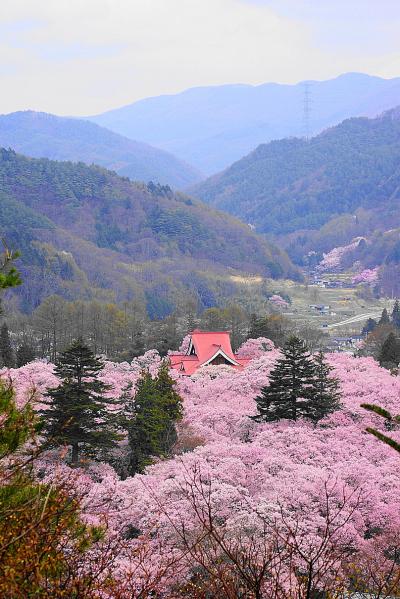 長野の桜めぐり　２０１４年　高遠編