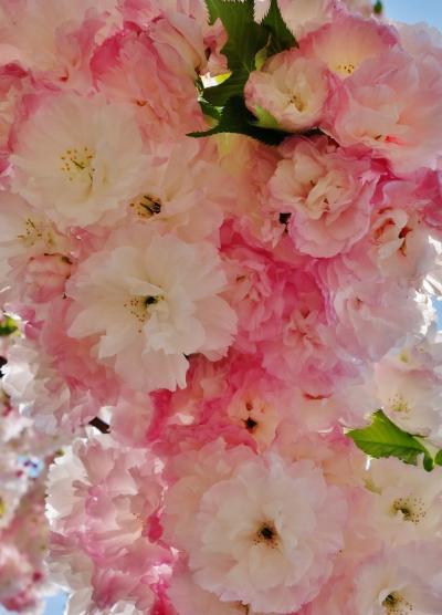 2014年花のまわりみち【造幣局広島支局】華やかな八重桜とライトアップされた幻想的な花園に感動！