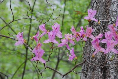 花の宝庫　帝釈峡を訪ねて