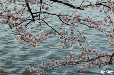 今年の桜はこれで見納め！福島桜撮影旅行(1)＜Day1　五百淵公園＞
