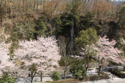 福知山の桜２　やくの玄武岩公園・福知山城