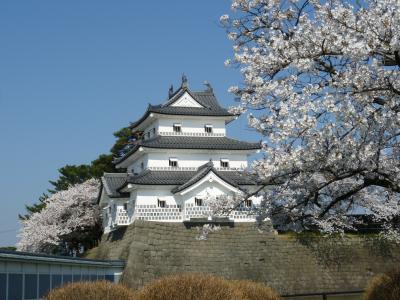 新発田城址と桜