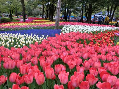 ちゅーりっぷ♪　in 昭和記念公園