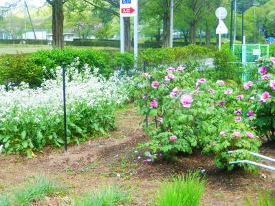 岐阜市畜産センター公園から岐阜薬科大学薬草園散策・・・後編