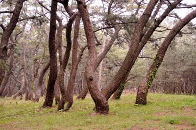 きんしゃい！博多！！きたばい！博多！１ で、なぜか？唐津へ日帰り旅行　唐津で頑張る女性陶芸家の工房訪問と虹の松原散策