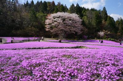 犬連れで神戸牛！そして芝桜