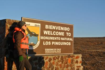 その13　2014 春　EL　 DANSHARI 　PATAGONICO　　　ペンギンの島・マグダレーナ島 