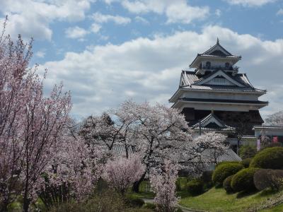 上山城のさくら