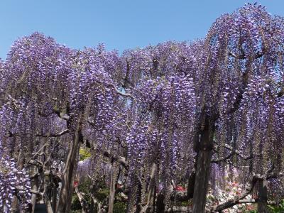 【速報】ひと足早い足利フラワーパークの大藤2014