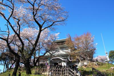 信長の美濃攻略の拠点小牧山城は桜が満開。