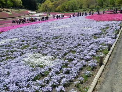 秩父・羊山の芝桜