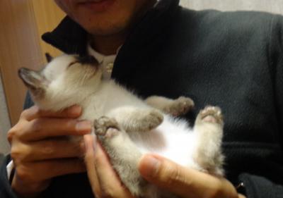 ロシアヘ個人手配、モスクワ観光　 世界最小の猫スキフトイボブテールに出会った!!!!!