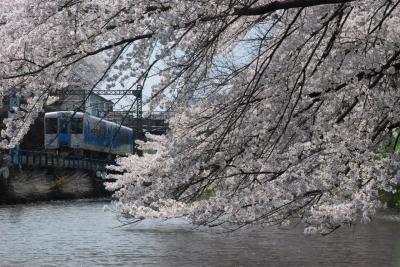 霞城公園（山形）の桜と鉄道の旅