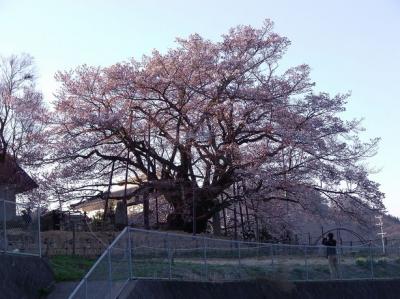 素桜神社の神代桜