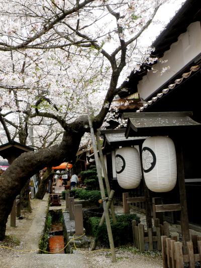 樹齢１１０年のソメイヨシノ・新庄村のがいせん桜