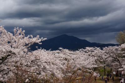 桜の弘法山ハイキング・オフ会に飛び入り参加♪