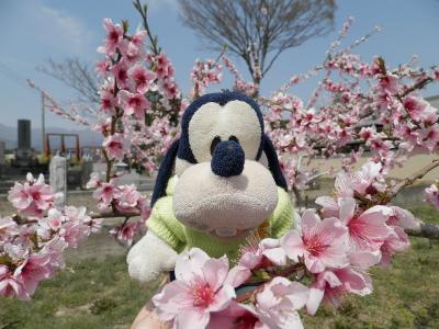 グーちゃん、赤城山へ桜を見に行く！（グー散歩/赤城南面千本桜は満開！編）