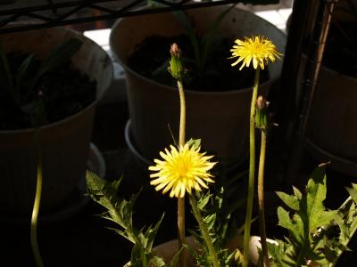 キバナシロタンポポの開花−6、7輪目もキバナ