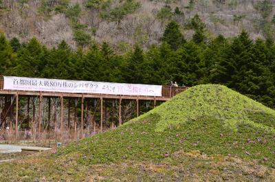 鯉のぼりと富士山、そして芝桜 2014.04.24 =1.早すぎた芝桜=