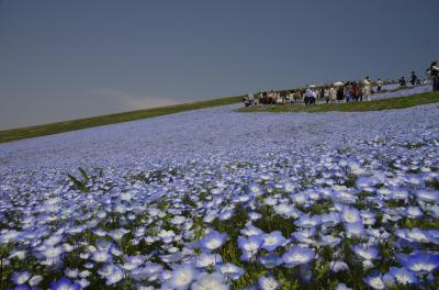 茨城県　国営ひたち海浜公園　～ネモフィラ・菜の花・チューリップ～