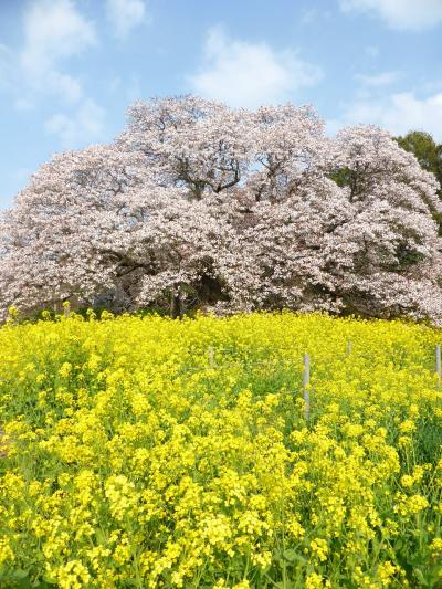 桜大好き♪　印西・吉高の大桜～2014.4.9～