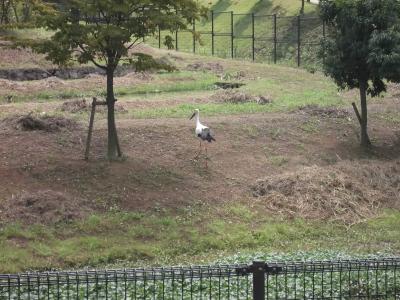 鳥旅：コウノトリさんを求めて豊岡へ①！