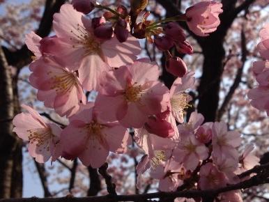 山形の桜は今が見頃 前編