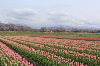 春の北陸、上信越旅行　その１（にゅうぜんフラワーロード、舟川べり）