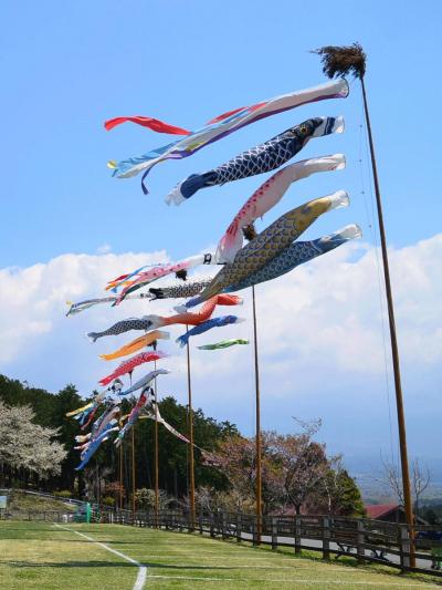 鯉のぼりと富士山、そして芝桜 2014.04.24 =3.まかいの牧場=