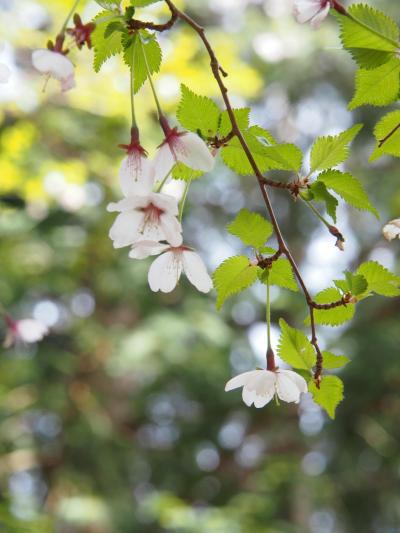 遅めの桜を見ながら田貫湖から白糸の滝まで(お山経由)