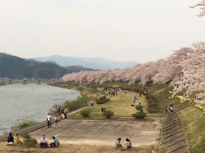 お花見一人旅 角館 桜まつり