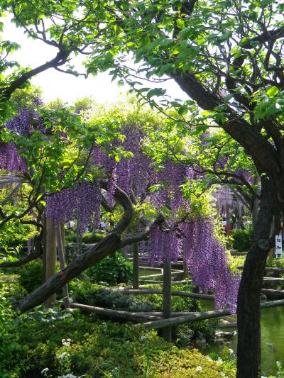 藤の花咲く、亀戸天神。