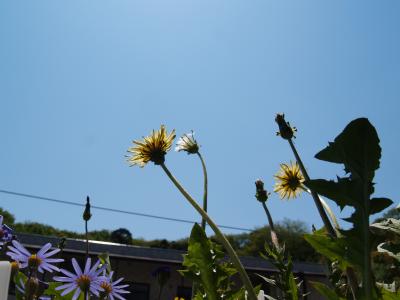 キバナシロタンポポの綿毛−3輪目の花から