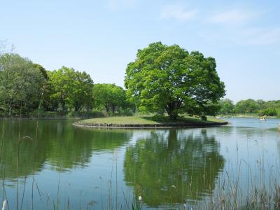 お散歩：新緑の昭和記念公園