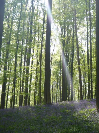 花紀行 オランダ・ベルギー ９日間 ベルギー編（２０１４年春）